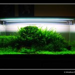 360 - Pień [grudzień foto 0]