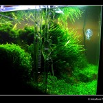 360 - Pień [grudzień foto 1]