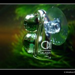 360 - Pień [grudzień foto 10]