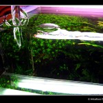 360 - Pień [grudzień foto 5]