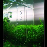 360 - Pień [grudzień foto 6]