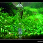 360 - Pień [grudzień foto 9]