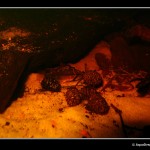 Apistogramma atahualpa [foto 2]
