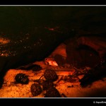 Apistogramma atahualpa [foto 3]