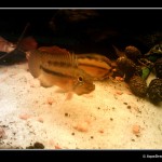 Apistogramma atahualpa [foto 4]