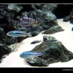 Malawi_0720_6