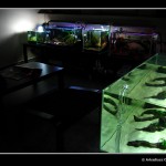 ADZTH preview [foto 2]