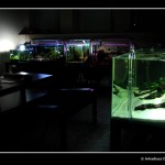 ADZTH preview [foto 3]