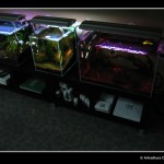 ADZTH preview [foto 6]